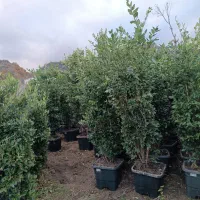 گل های یاس هلندی