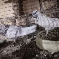 کفتر|پرنده|یزد, |دیوار