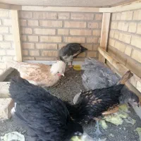 مرغ و خروس