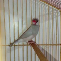 فنچ نرگسی ماده سیلور معاوضه هم میکنم|پرنده|بندرعباس, |دیوار