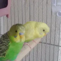 یک مرغ عشق جوان ویک مرغ عشق ماده بالغ
