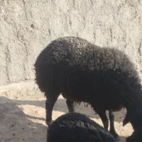 گوسفند ماده جوان