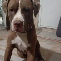 سگ پید بل|سگ|خورموج, |دیوار