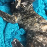 گربه مشکی|گربه|اسفراین, |دیوار