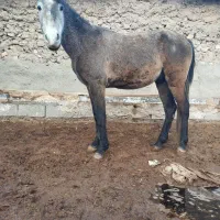 اسب نجیب|اسب و تجهیزات اسبسواری|تربتحیدریه, پائین ولایت|دیوار