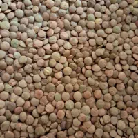 حبوبات|خوردنی و آشامیدنی|تهران, قصر فیروزه ۱|دیوار