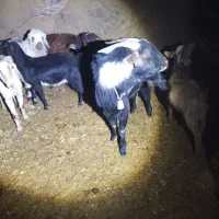 بز و چپیش|حیوانات مزرعه|تفت, |دیوار