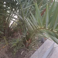 نخل|گل و گیاه طبیعی|اصفهان, علی قلی آقا|دیوار