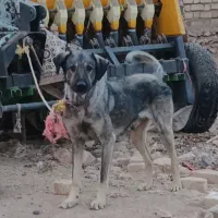 سگ گله