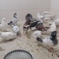 کبوتر فروشی