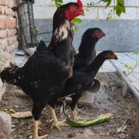 لاری اصیل