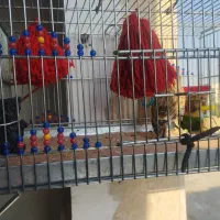 سهره خاکی بخون بیضا شیراز دهن هزار