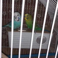 یک جفت مرغ عشق