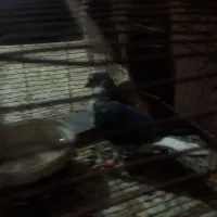 کبوتر|پرنده|کردکوی, |دیوار