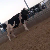 گاوشیری وتلیسه ابستن|حیوانات مزرعه|باشتین, |دیوار