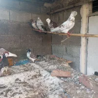 کبوتران پرشی خوش خال|پرنده|دابودشت, |دیوار