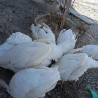 دو عدد خروس محلی اصل و تعدادی بوقلمون