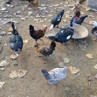 اردک اسرائیلی|حیوانات مزرعه|سلمان‌شهر, |دیوار