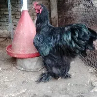 3تا خروس برهما امپراتور