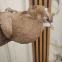 کبوتر|پرنده|تبریز, |دیوار