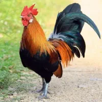 خروس ۴ ماهه