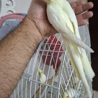 جوجه عروس هلندی فوق العاده زیبا|پرنده|قزوین, |دیوار