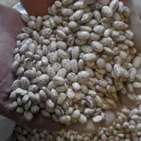 لوبیا چیتی خوشگل و تمیز درجه یک