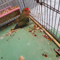 طوطی کوتوله|پرنده|بم, |دیوار