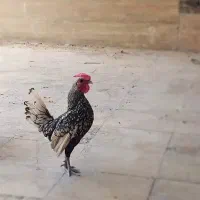 خروس سیبرایت