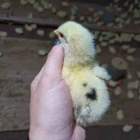 جوجه گوشتی کاپ تک خال مشکی وزن گیری 4تا5 کیلو