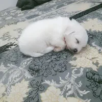 سگ پاکوتاه|سگ|قم, جمکران|دیوار