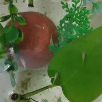 بچه ماهی گوپی سنگاپوری