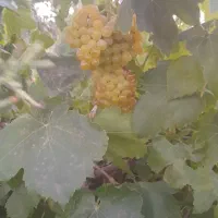 فروش یک جیریب  باغ  انگوری درجه یک|فروش خانه و ویلا|ملایر, |دیوار