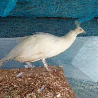 طاووس|پرنده|اسالم, |دیوار