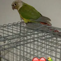 پرنده گرینچیک