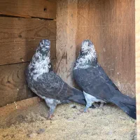 کبوتر عتیقه