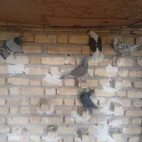 ماده پلاکی|پرنده|فراشبند, |دیوار