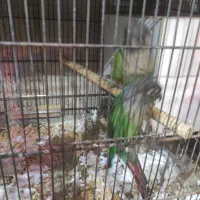 جفت گرینچیک جوانه هشت ماهه سخنگو