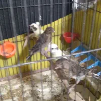 قناری یجا سلامت|پرنده|هشتگرد, شهرک راه آهن|دیوار