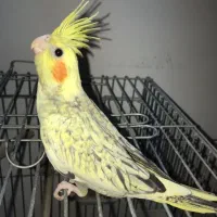 عروس هلندی