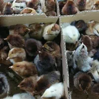 پخش جوجه گلپایگان و گوشتی راس و اردک ورامینی