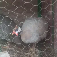 دوعدد مرغ شاخ دار