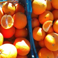 پرتقال مجلسی