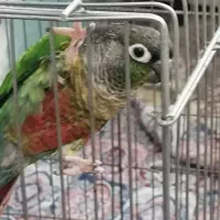 طوطی گرنچیک  سینه نارنجی  رام واهلی سخنگو|پرنده|برازجان, |دیوار