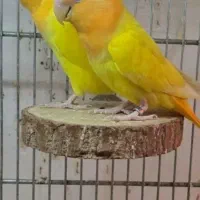 اوپال کله نارنجی