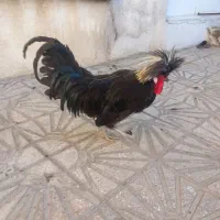 خروس و مرغ
