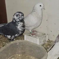 کبوتر پرشی|پرنده|شاهین‌شهر, عطار|دیوار