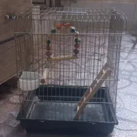 قفس