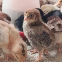 جوجه مرغ محلی گلپایگان رسمی