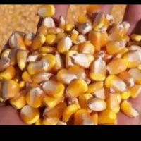 کارخانه خوراک دام